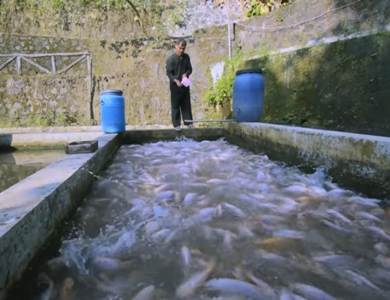 Petani Subang Ini Sukses Budi Daya Ikan Nila Sistem Air Deras