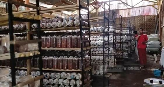 Budi Daya Jamur Tiram, Punya Masa Depan Cerah