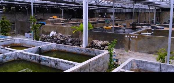 Dapat Cuan dari Hobi Ikan Mas Koki