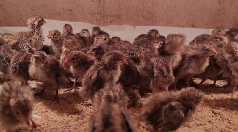 Potensi Bisnis Ternak Puyuh di Indonesia Sangat Menjanjikan