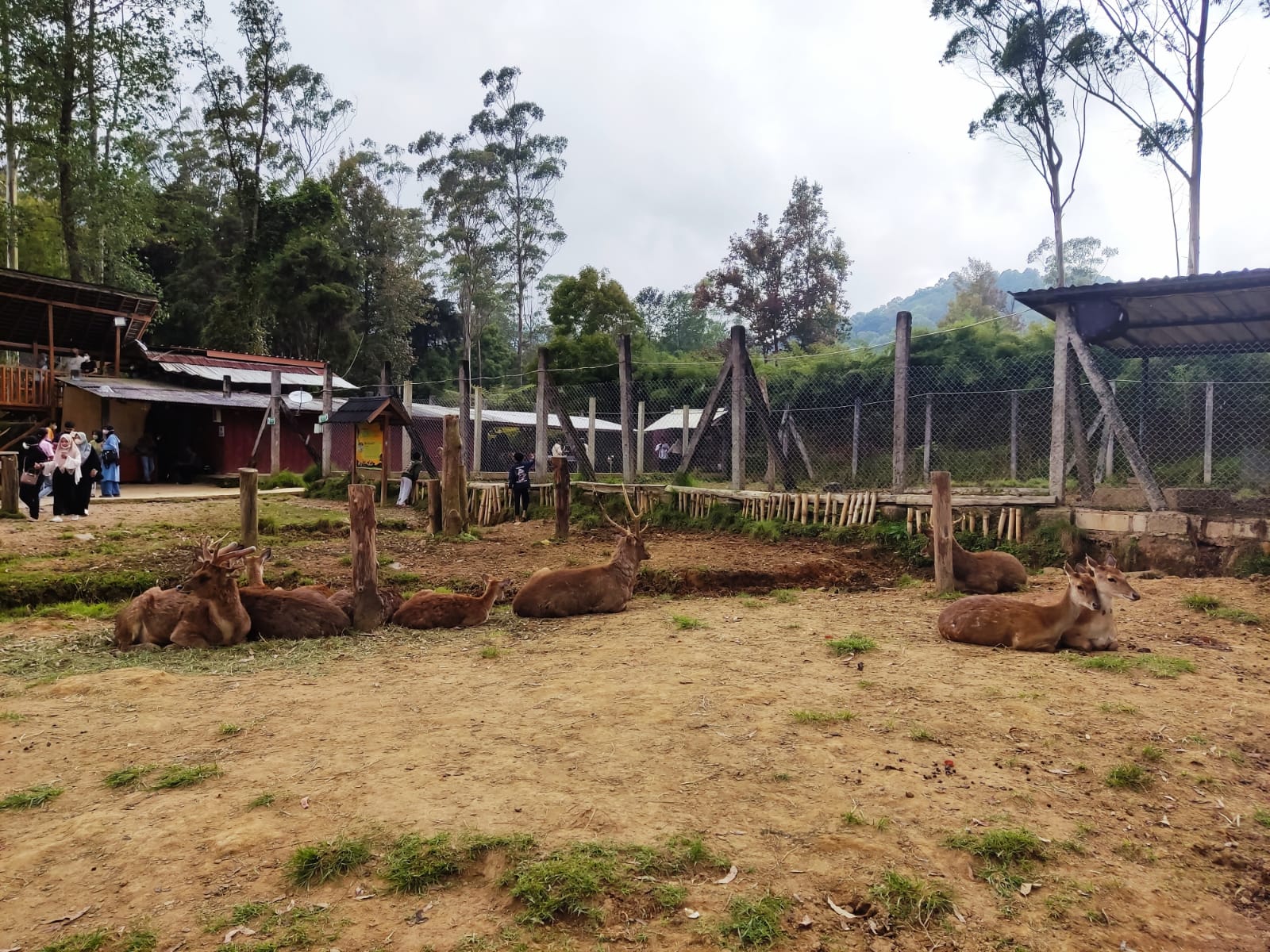Serasa di Puncak, Yuk Berlibur ke Penangkaran Rusa di Ciwidey