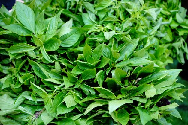 Terbuat dari Bahan Alami, Ini 4 Obat Pemusnah Rayap Patut Dicoba