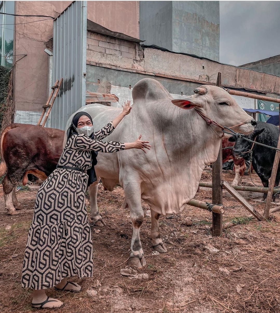 6 Pesohor Kurban Sapi Idul Adha 2022, Ada yang Baru Pertama Kali