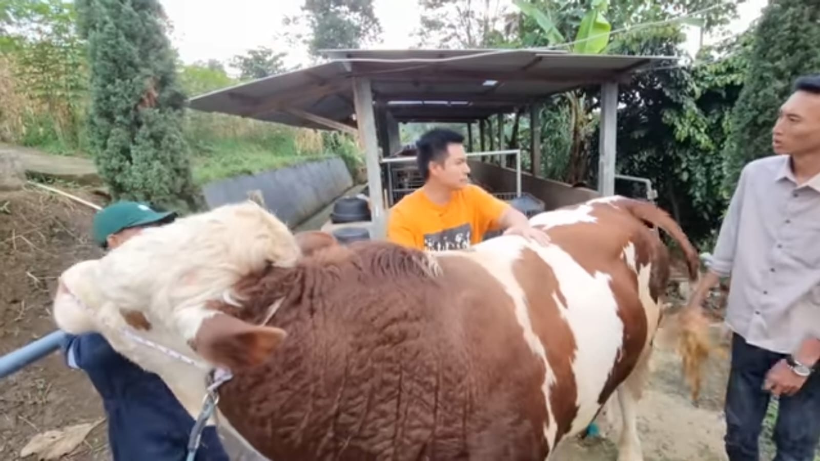 6 Pesohor Kurban Sapi Idul Adha 2022, Ada yang Baru Pertama Kali