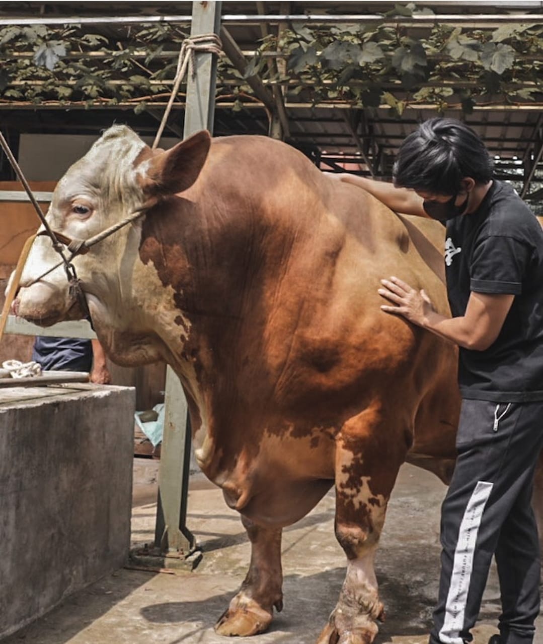6 Pesohor Kurban Sapi Idul Adha 2022, Ada yang Baru Pertama Kali