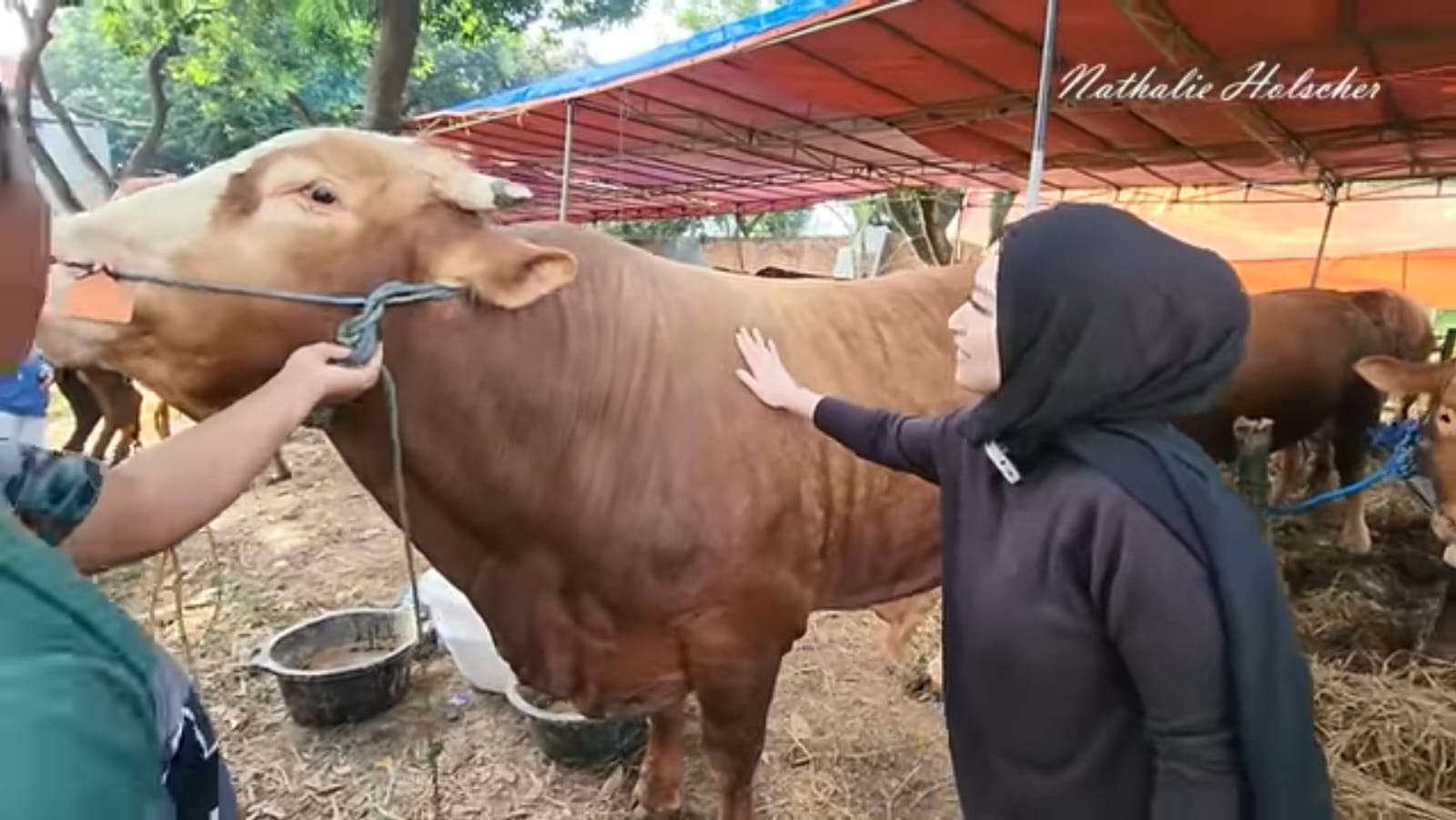 6 Pesohor Kurban Sapi Idul Adha 2022, Ada yang Baru Pertama Kali