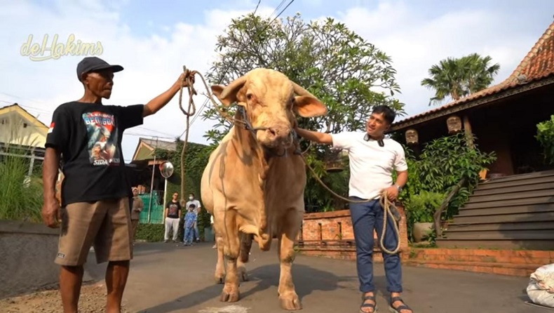 3 Artis Ini Berkurban Sapi Raksasa, Dinamai Megalodon
