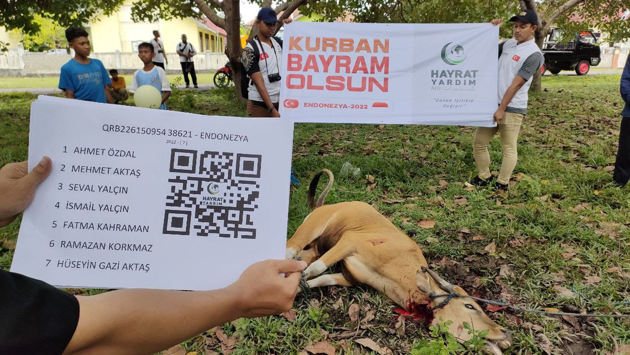 Hayrat Yardim Turki Sebar 77 Sapi Kurban di Daerah Terpencil Indonesia