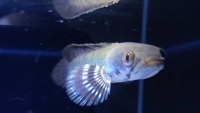 Konsep Aquarium Hias, Bikin Ruang Tamu Lebih Hidup