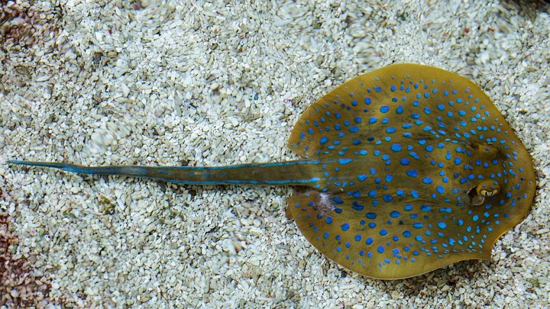 Konsep Aquarium Hias, Bikin Ruang Tamu Lebih Hidup