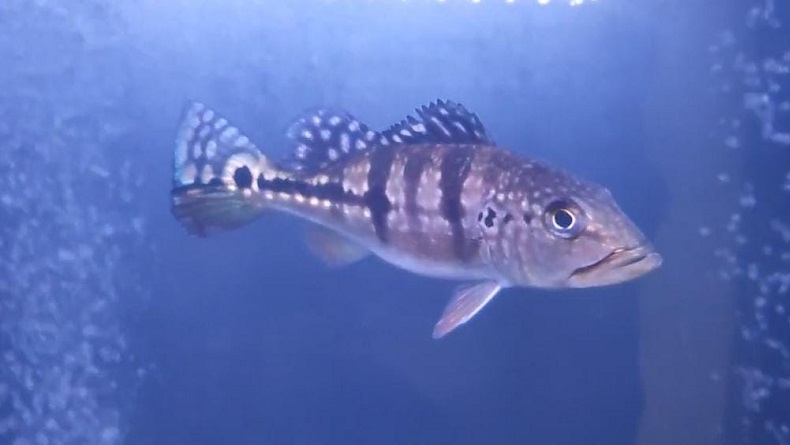 Konsep Aquarium Hias, Bikin Ruang Tamu Lebih Hidup