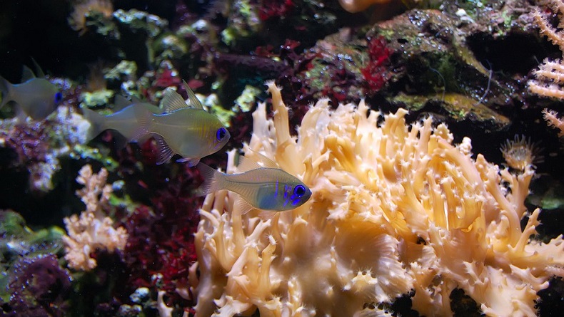 Konsep Aquarium Hias, Bikin Ruang Tamu Lebih Hidup