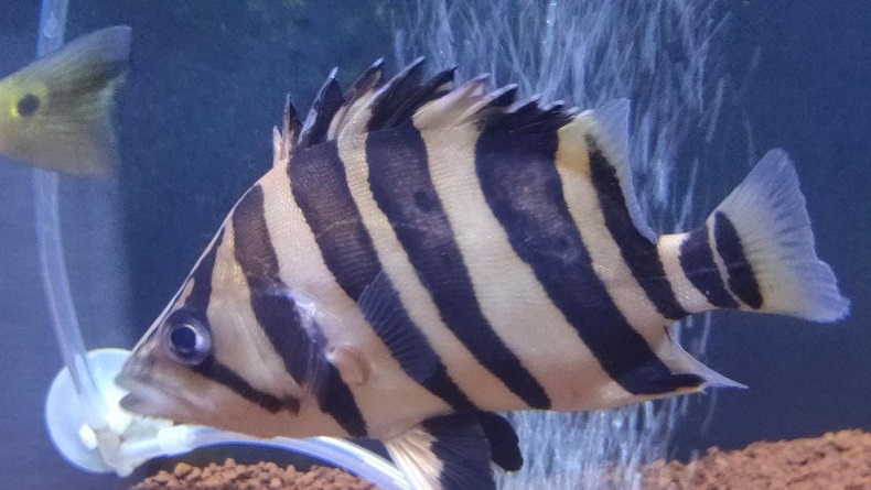 Konsep Aquarium Hias, Bikin Ruang Tamu Lebih Hidup