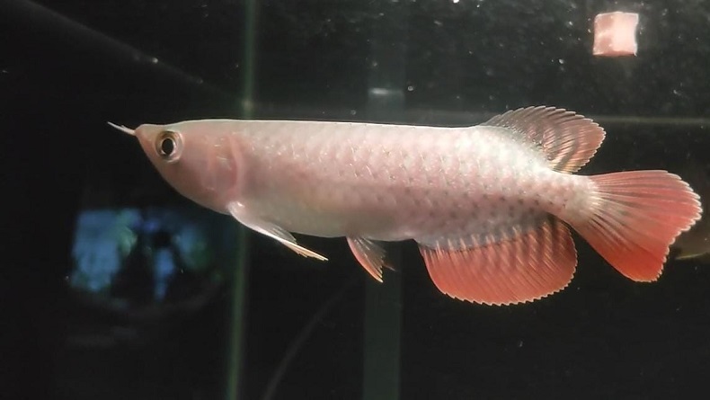 Konsep Aquarium Hias, Bikin Ruang Tamu Lebih Hidup
