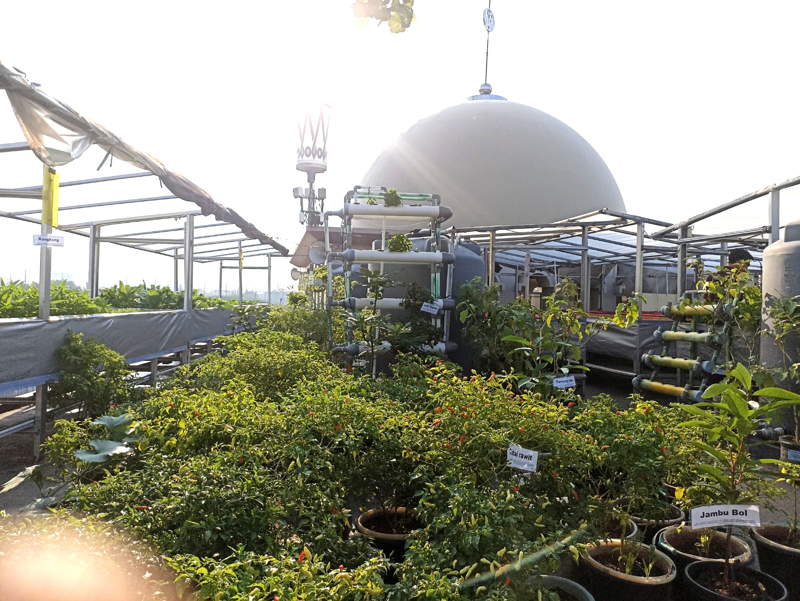 Produktif dan Menghasilkan, Masjid At-Taqwa Kembangkan Kebun Hidroponik