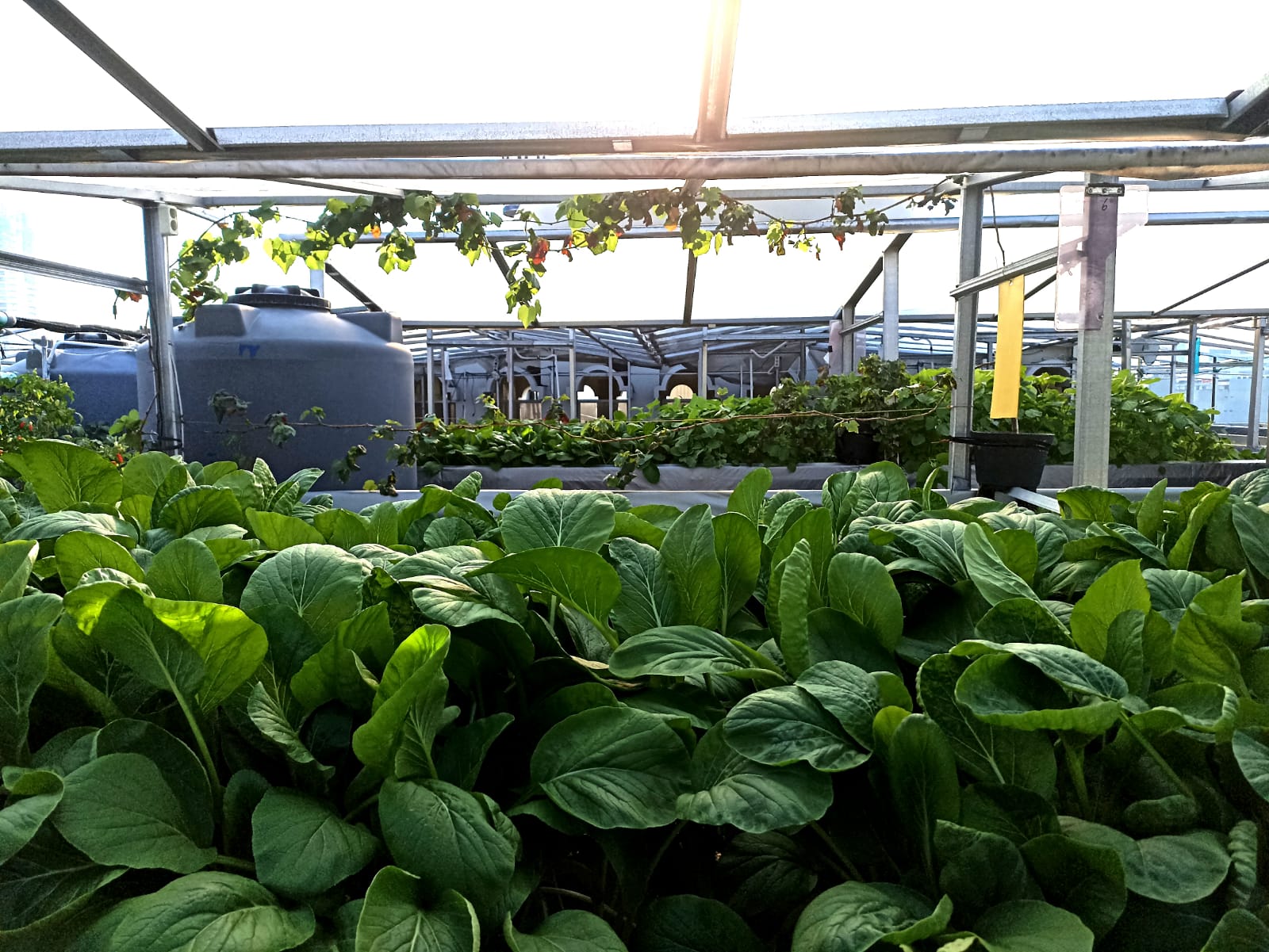 Hasil Hidroponik Masjid At-Taqwa Mampu Pasok Kebutuhan Warga