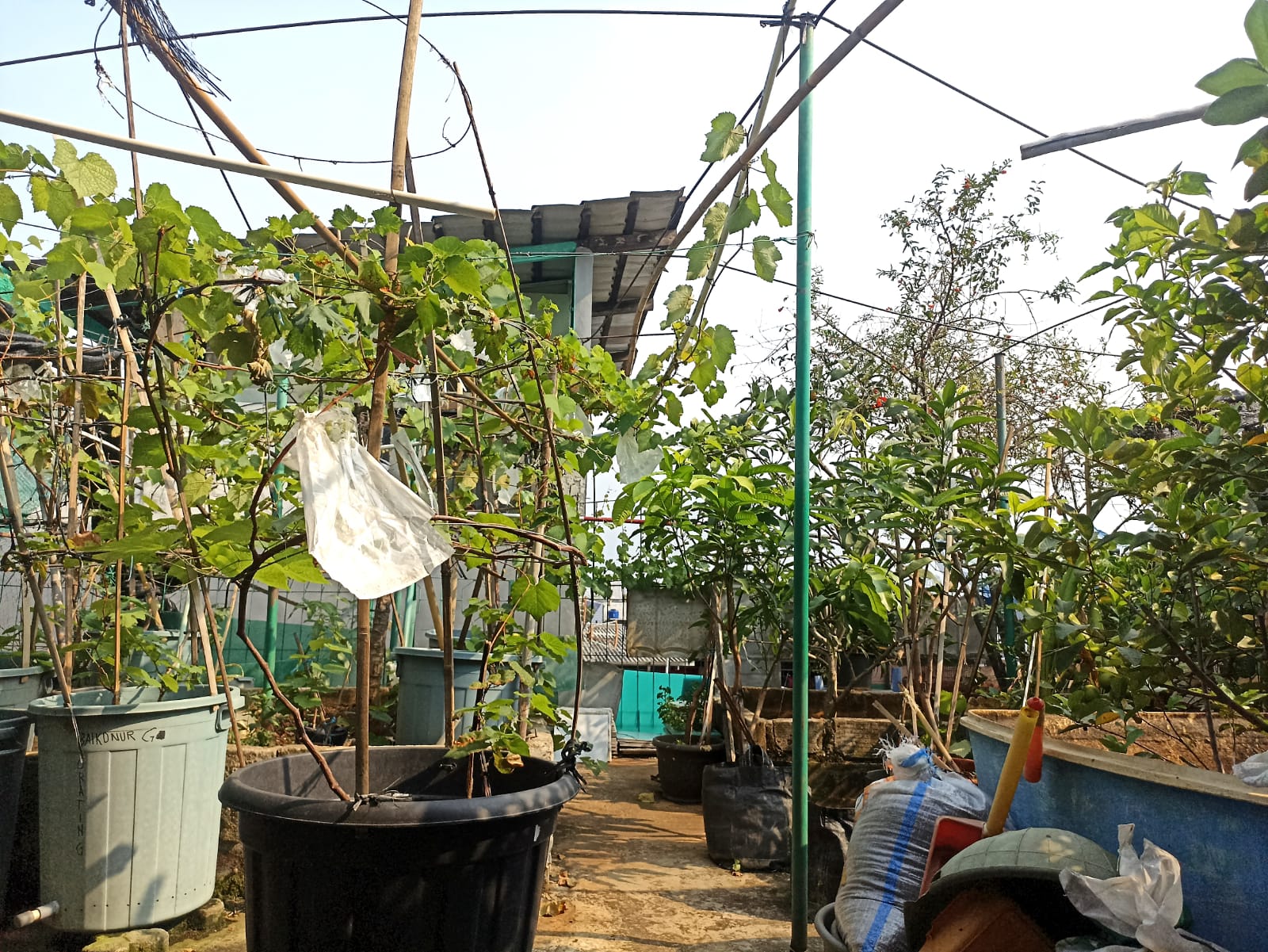 DKM Hubbul Wathon Kembangkan Budidaya Anggur di Rooftop Masjid