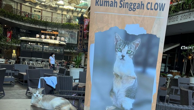 Kenalan dengan Rumah Singgah Clow, Komunitas Pecinta Kucing