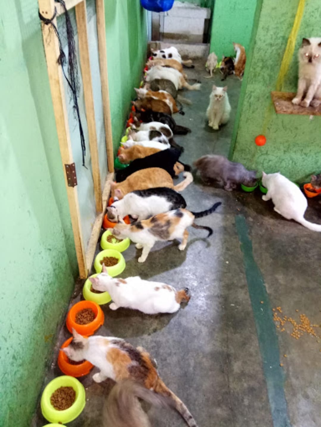 Selamatkan Kucing Liar, Ini 4 Penampungannya di Jabodetabek