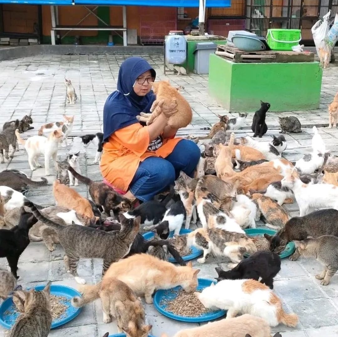 Selamatkan Kucing Liar, Ini 4 Penampungannya di Jabodetabek