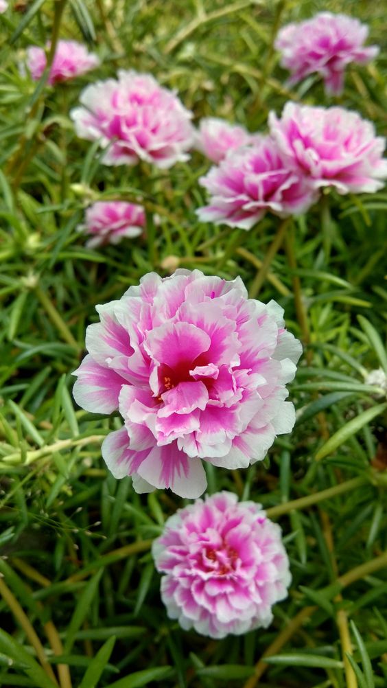 Deretan Bunga yang Tetap Cantik Meski Jarang Disiram, Cocok untuk Healing