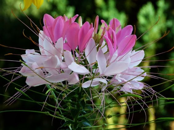 Deretan Bunga yang Tetap Cantik Meski Jarang Disiram, Cocok untuk Healing