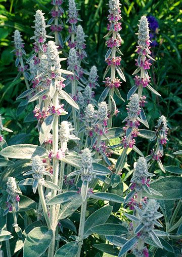 Deretan Bunga yang Tetap Cantik Meski Jarang Disiram, Cocok untuk Healing