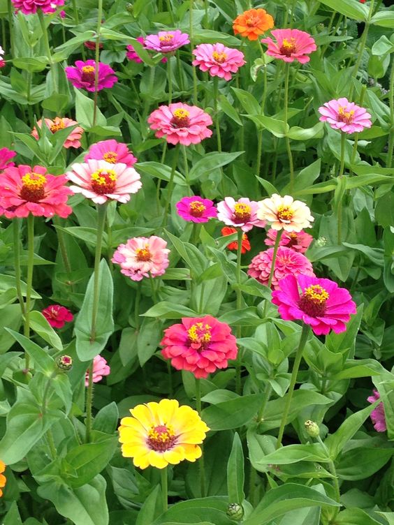 Deretan Bunga yang Tetap Cantik Meski Jarang Disiram, Cocok untuk Healing