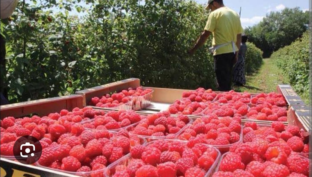 Pekerja Indonesia di Perkebunan Buah Inggris Dipulangkan Semua Karena Metik Buah Lambat
