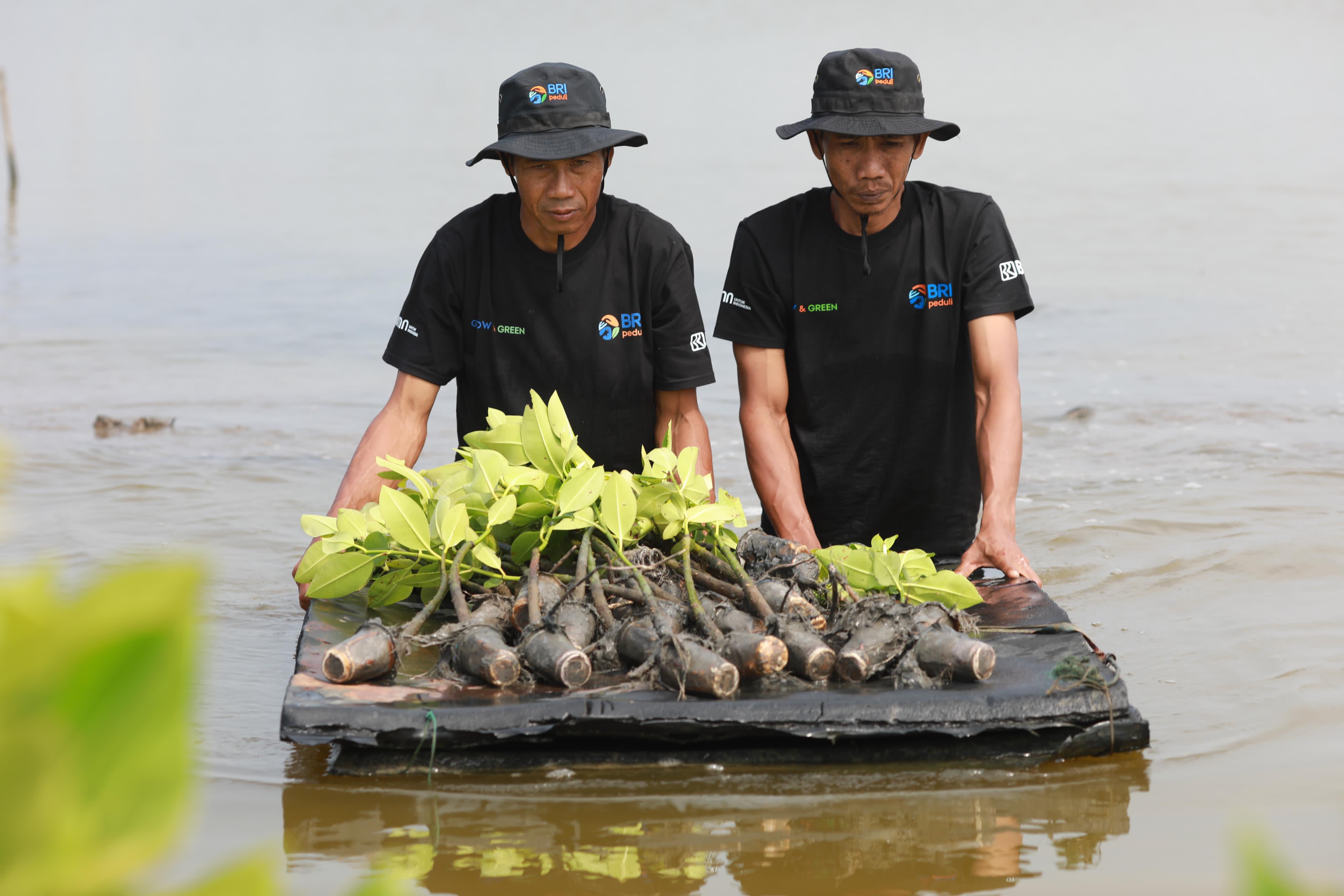 Upaya Nyata Menyelamatkan Lahan Kritis Akibat Abrasi, BRI Salurkan Ribuan Bibit Mangrove Kelompok Tani di Muaragembong