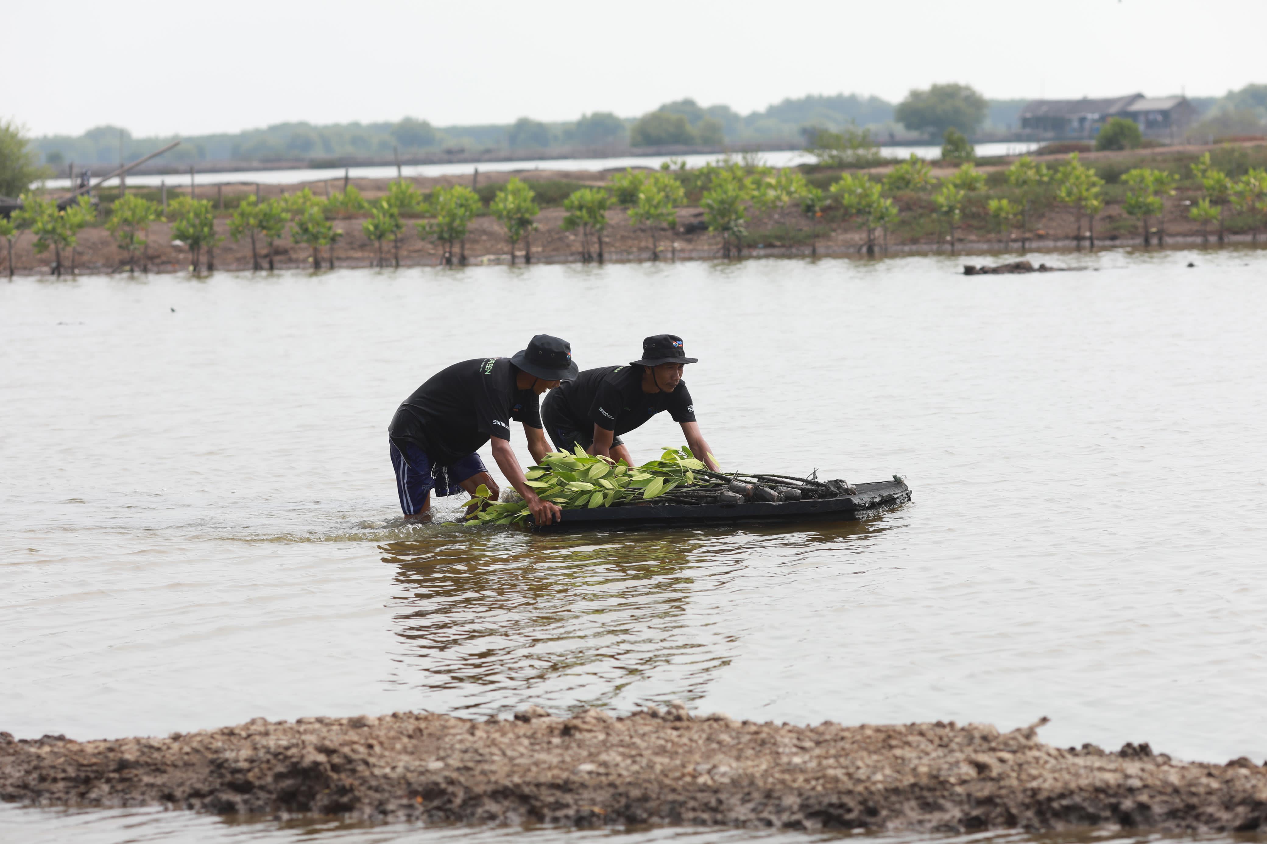 Upaya Nyata Menyelamatkan Lahan Kritis Akibat Abrasi, BRI Salurkan Ribuan Bibit Mangrove Kelompok Tani di Muaragembong