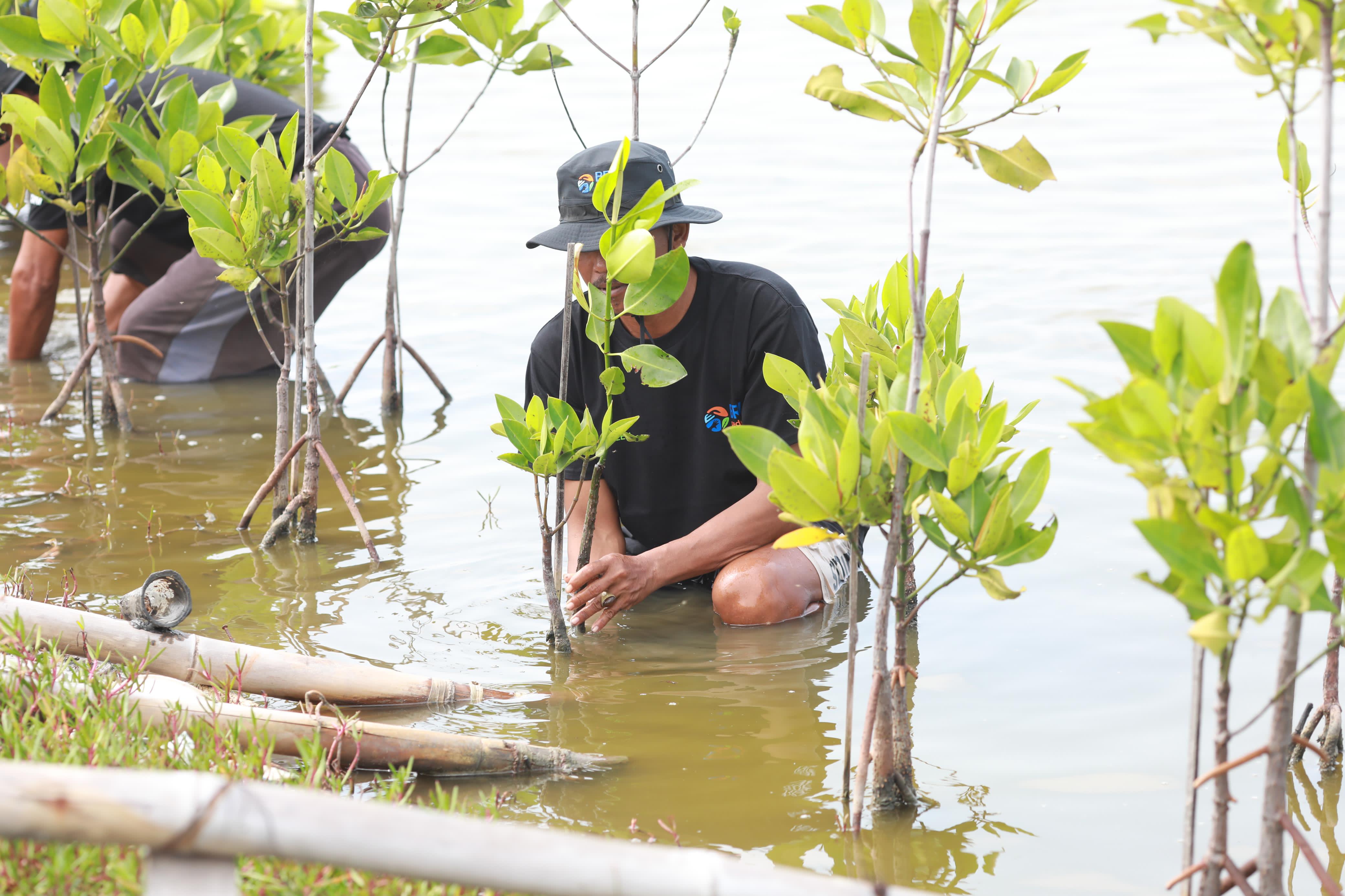 Upaya Nyata Menyelamatkan Lahan Kritis Akibat Abrasi, BRI Salurkan Ribuan Bibit Mangrove Kelompok Tani di Muaragembong
