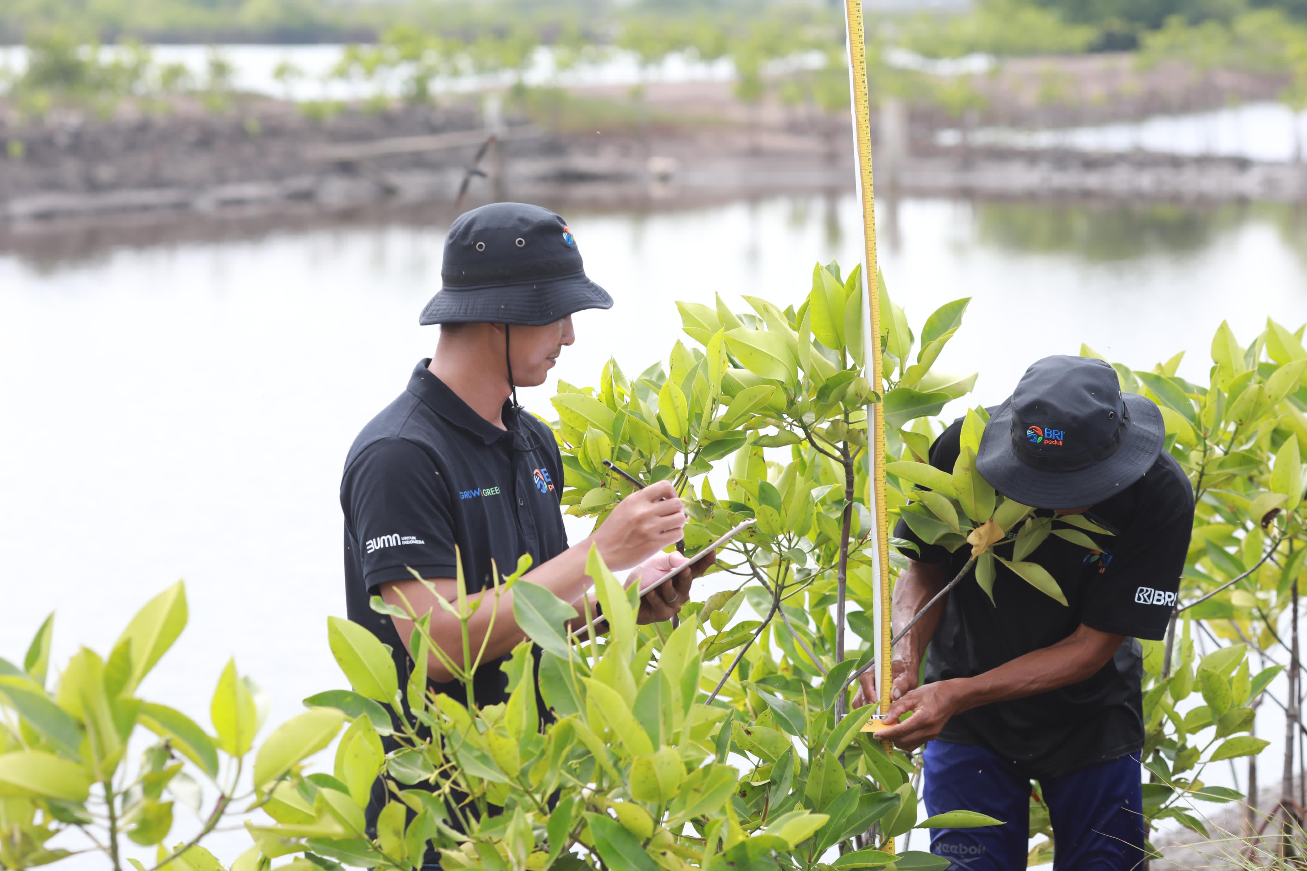 Upaya Nyata Menyelamatkan Lahan Kritis Akibat Abrasi, BRI Salurkan Ribuan Bibit Mangrove Kelompok Tani di Muaragembong