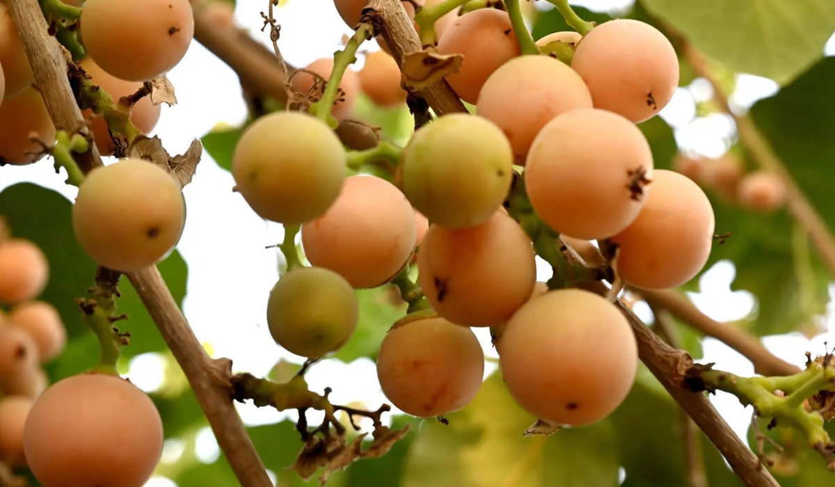 Mau Tahu Dari Mana Buah dan Sayuran Yang Banjiri Arab Saudi?