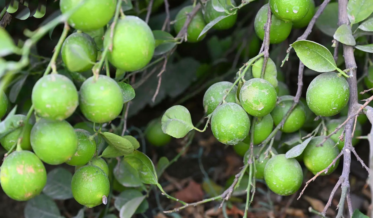 Mau Tahu Dari Mana Buah dan Sayuran Yang Banjiri Arab Saudi?