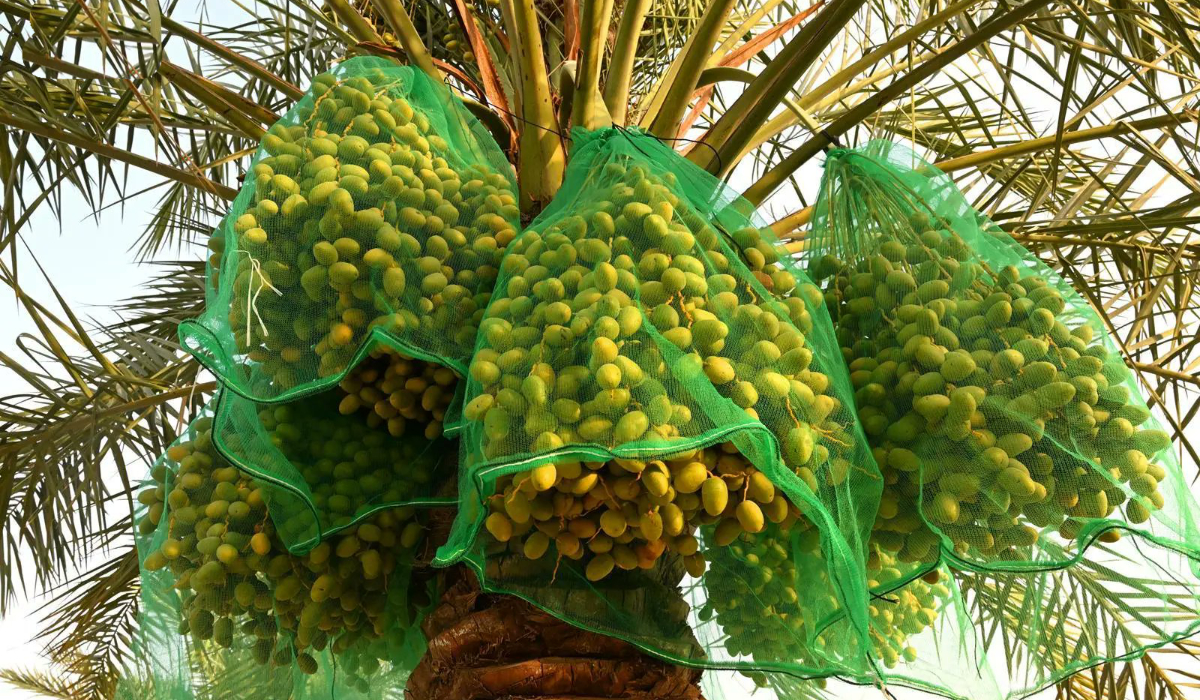 Mau Tahu Dari Mana Buah dan Sayuran Yang Banjiri Arab Saudi?