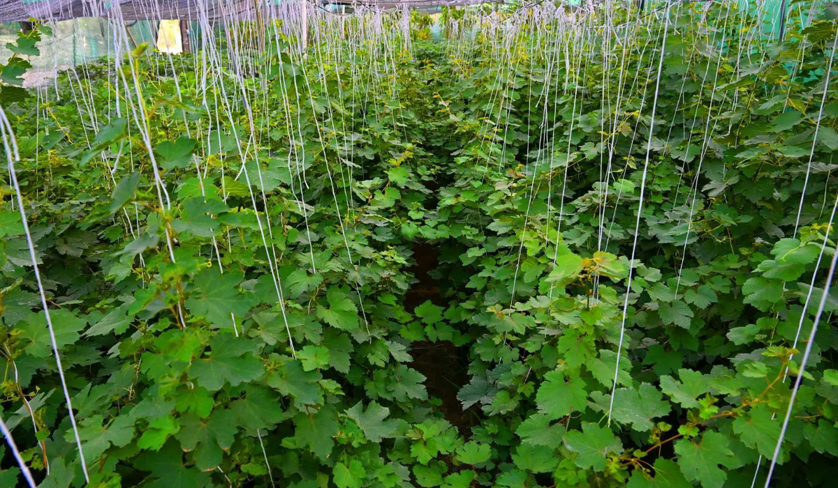 Mau Tahu Dari Mana Buah dan Sayuran Yang Banjiri Arab Saudi?
