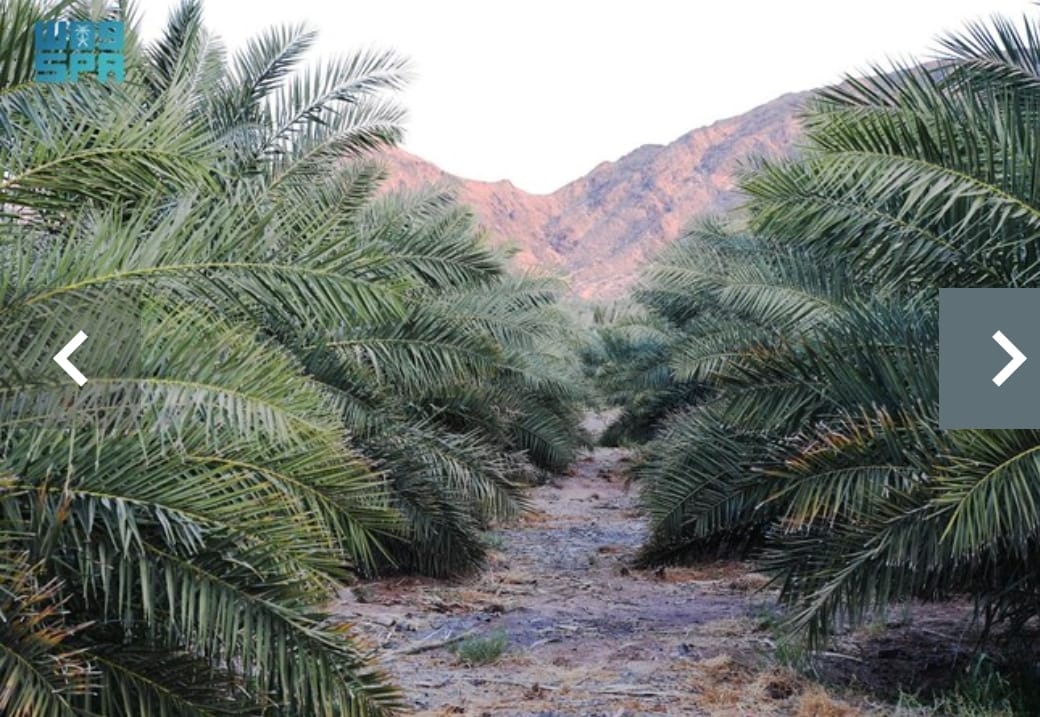 Petani Madinah Sedang Panen Kurma
