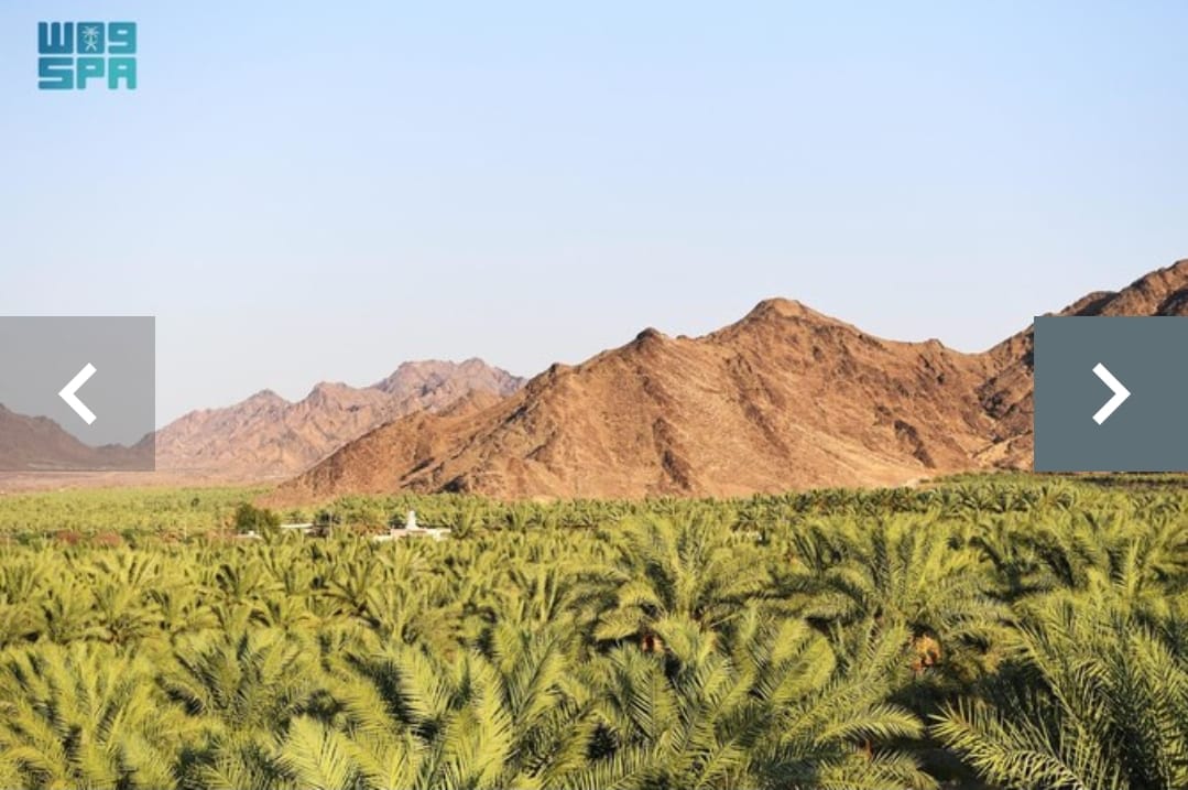 Petani Madinah Sedang Panen Kurma