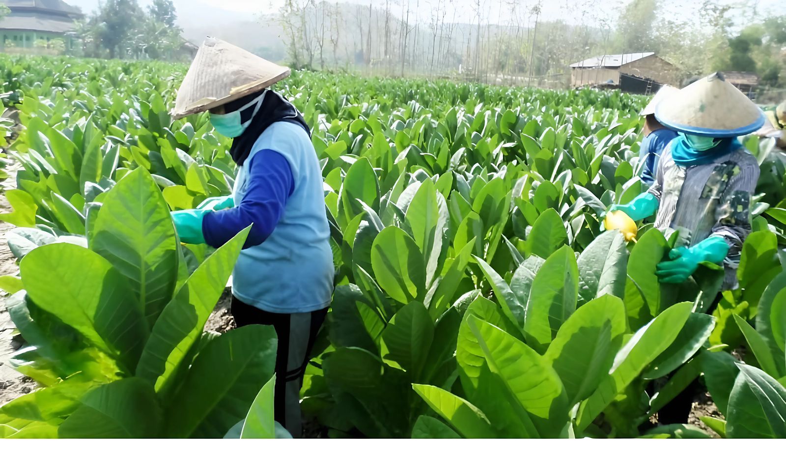 Tembakau, Komoditas Perkebunan Hasilkan Rp170 Triliun per Tahun, Petani Butuh Perlindungan
