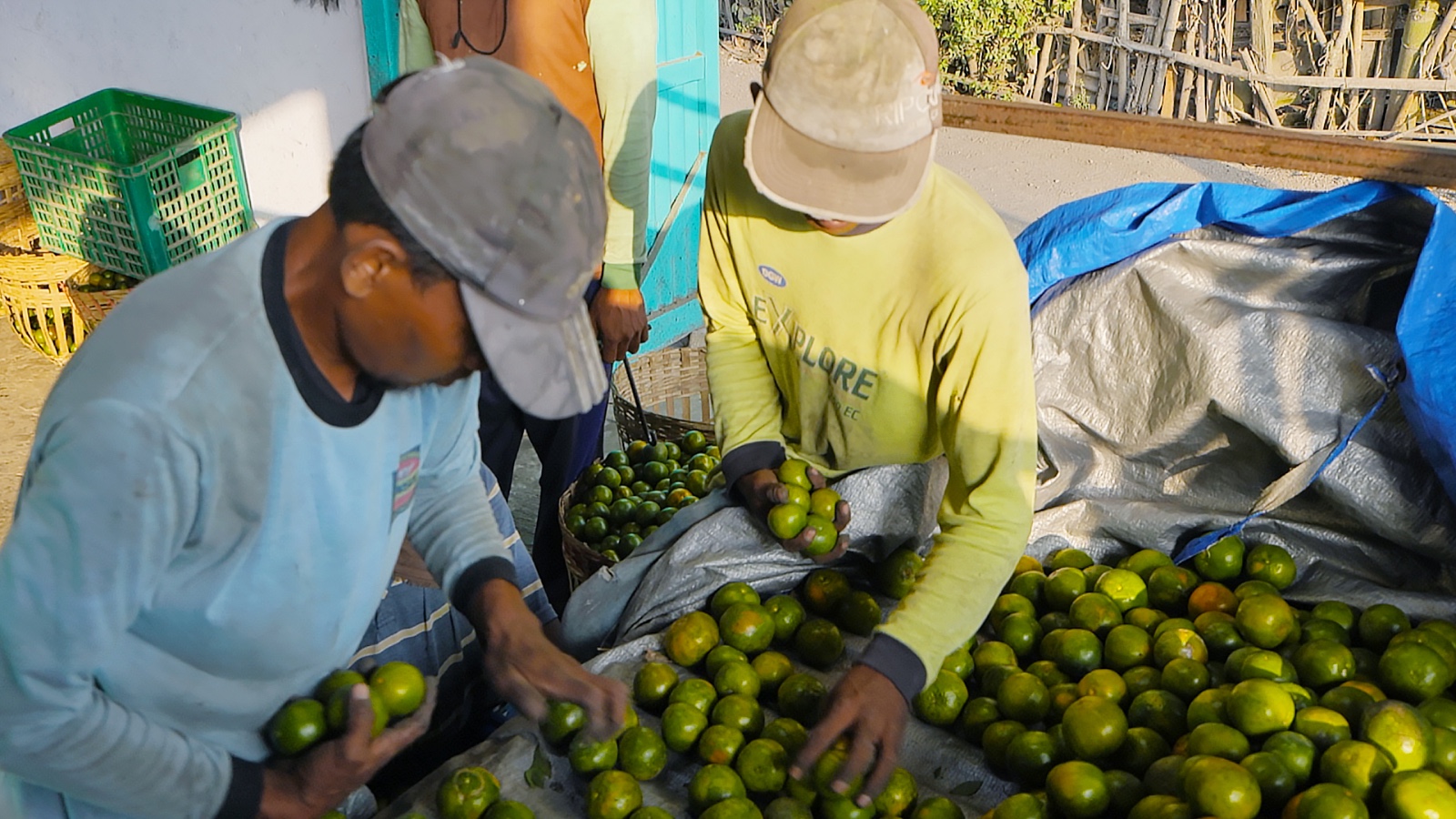 Melalui ”Klasterku Hidupku”, BRI Dampingi Klaster Jeruk Semboro Terapkan Pertanian Berkelanjutan