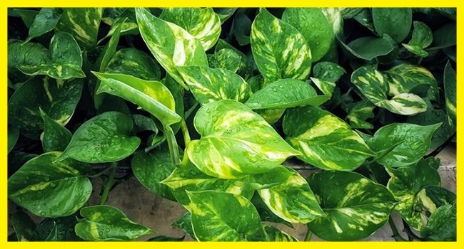 Mau Bikin Vertical Garden? Hati-hati Pilih Tanamannya, Simak Rekomendasi Ini