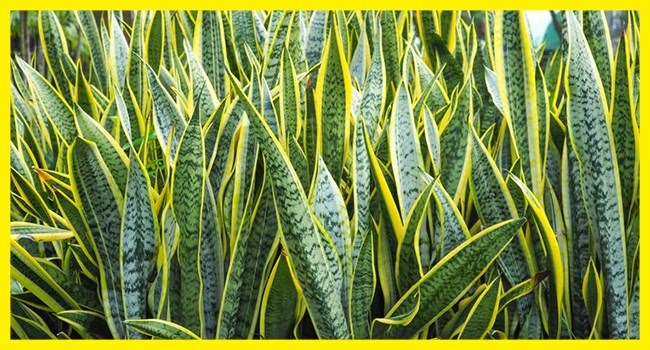 Mau Bikin Vertical Garden? Hati-hati Pilih Tanamannya, Simak Rekomendasi Ini