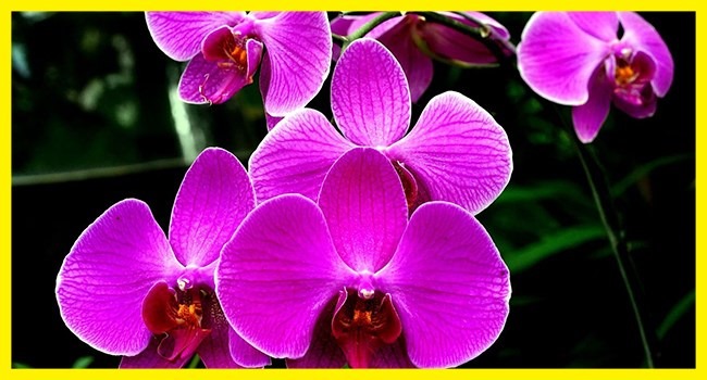 Mau Bikin Vertical Garden? Hati-hati Pilih Tanamannya, Simak Rekomendasi Ini