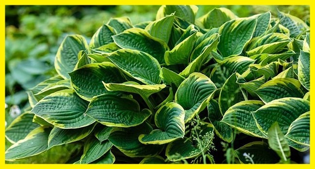 Mau Bikin Vertical Garden? Hati-hati Pilih Tanamannya, Simak Rekomendasi Ini