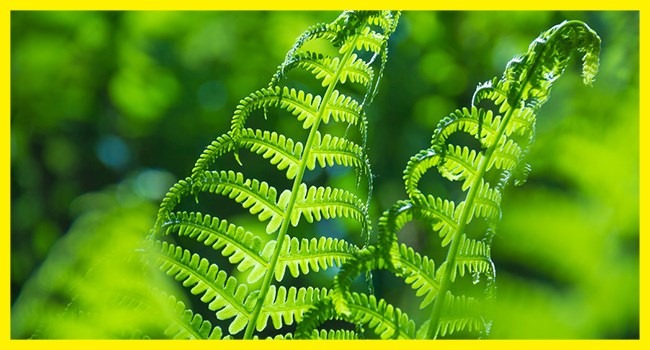 Mau Bikin Vertical Garden? Hati-hati Pilih Tanamannya, Simak Rekomendasi Ini