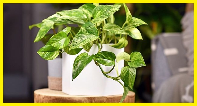 Mau Bikin Vertical Garden? Hati-hati Pilih Tanamannya, Simak Rekomendasi Ini