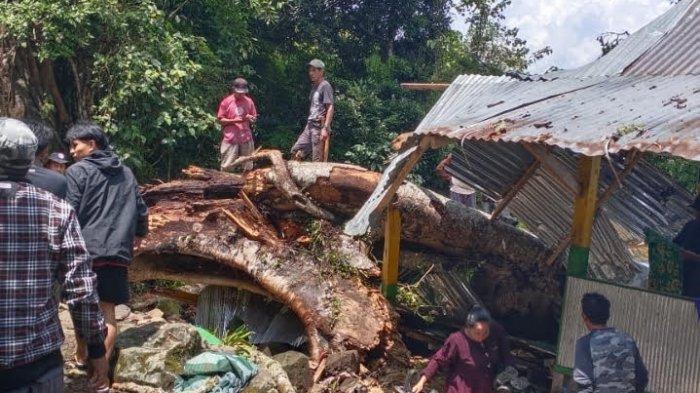 Ritual Sesajen di Bawah Pohon, 9 Orang Tewas Terhantam Batang Pohon Besar