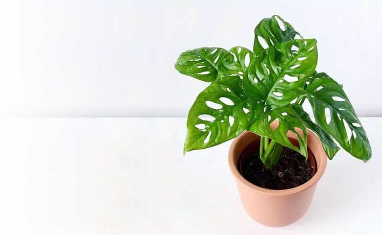 Tanaman Monstera, Si Estetik yang Bisa Menyerap Racun Udara Ternyata Beragam Jenisnya