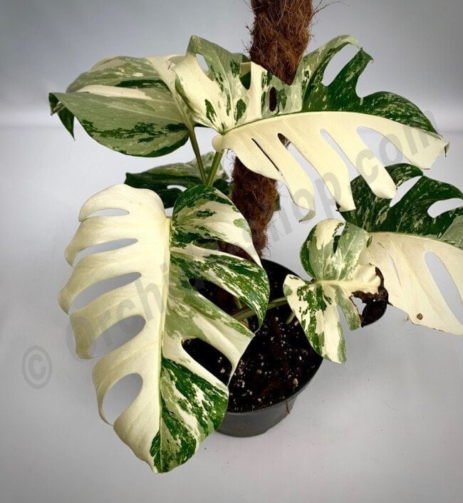 Tanaman Monstera, Si Estetik yang Bisa Menyerap Racun Udara Ternyata Beragam Jenisnya